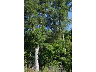 Property photo 31 - 64 Acre Farm Offered in 4 Tracts or in Combinations - Real Estate Auction